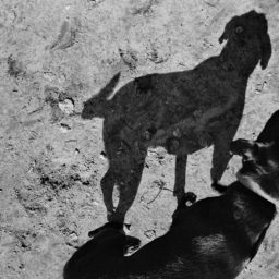 Le Costellazioni Sistemiche Familiari per gli Anima-li
