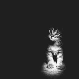 Animali specchio dell’anima