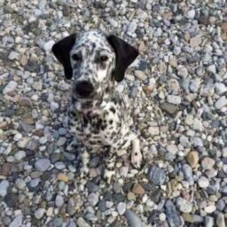 La tecnologia al servizio della medicina veterinaria