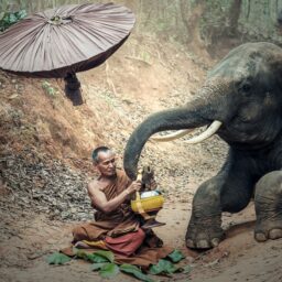 Una preghiera per gli animali